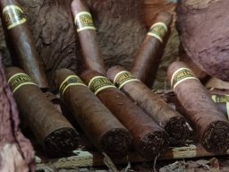 Tabacos de Holguín 06